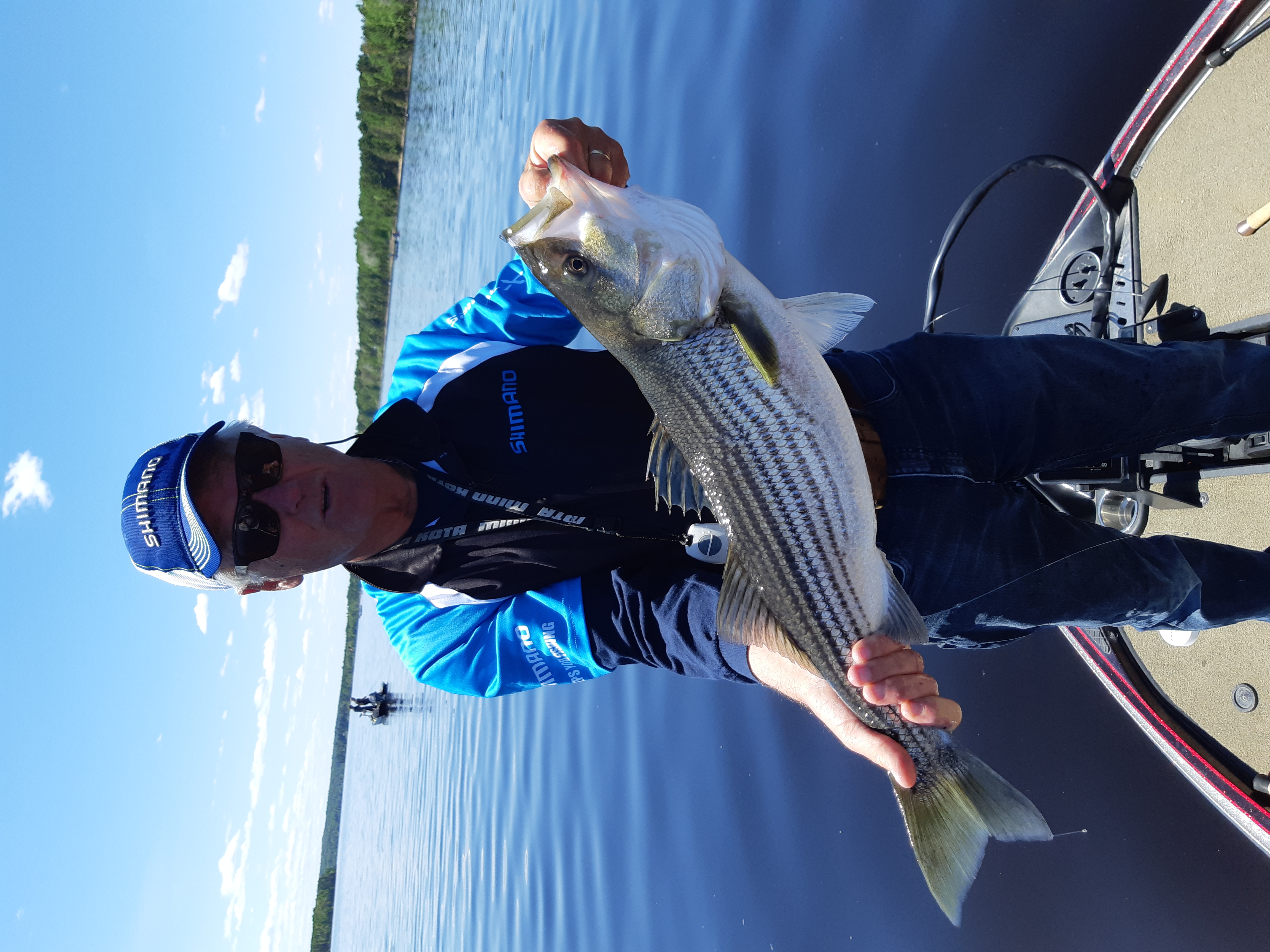 Miramichi striped bass